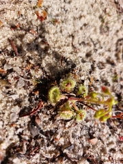 Drosera glanduligera