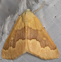 Sabulodes spoliata