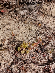 Drosera glanduligera