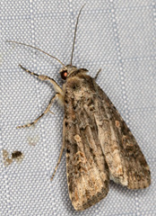 Spodoptera exigua