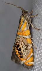 Thaumatographa regalis