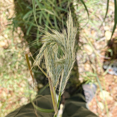 Bothriochloa barbinodis