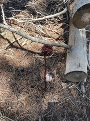 Commelina benghalensis