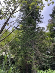 Eutacta
