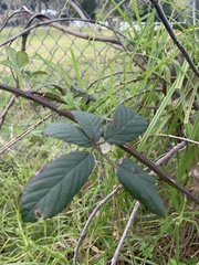 Rubus