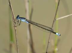 Ischnura heterosticta