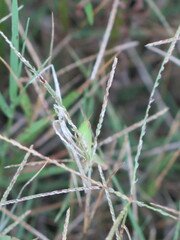 Dichromorpha viridis