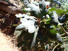 Quercus garryana
