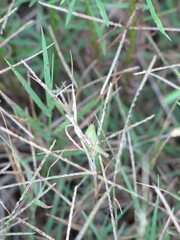 Dichromorpha viridis