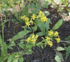 Solidago multiradiata