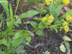 Solidago multiradiata