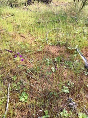 Swainsona microphylla