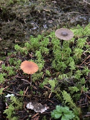 Laccaria laccata