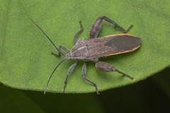 Physomerus grossipes