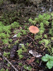 Laccaria laccata