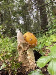 Amanita muscaria