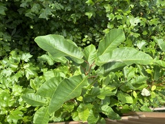 Magnolia fraseri