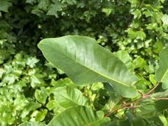 Magnolia fraseri