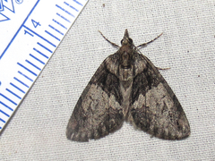 Hydriomena chiricahuata