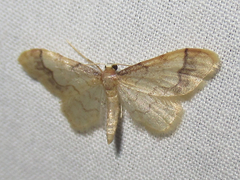 Idaea skinnerata