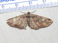 Parapheromia configurata