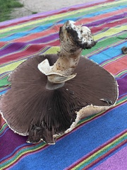 Agaricus