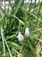 Leucojum aestivum