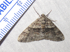 Prionomelia spododea
