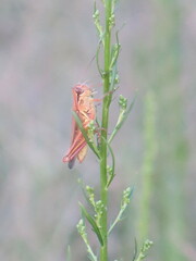 Melanoplinae