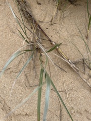 Spinifex sericeus