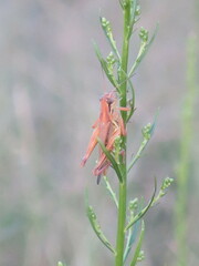 Melanoplinae