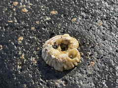 Vermetoidea