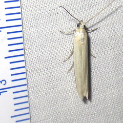 Homoeosoma electella