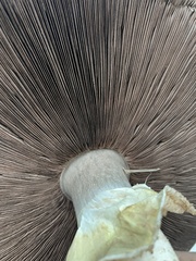 Agaricus