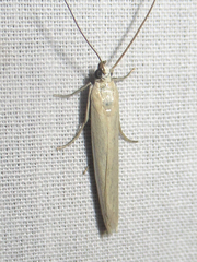 Homoeosoma electella