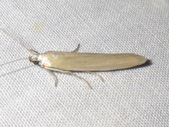 Homoeosoma electella