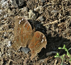 Junonia natalica natalica
