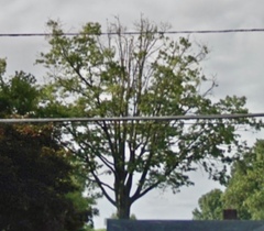 Quercus