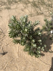 Olearia axillaris