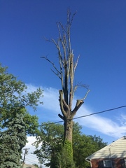 Quercus