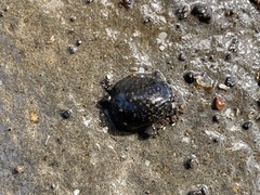 Nerita polita