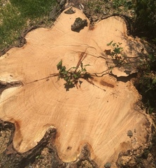 Quercus