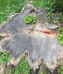 Quercus