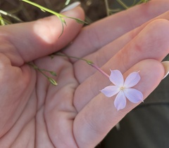 Ipomopsis longiflora