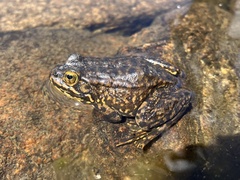 Rana sierrae