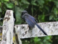 Crotophaga sulcirostris