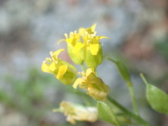 Draba petrophila