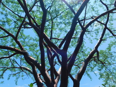 Bursera morelensis