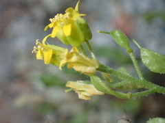 Draba petrophila