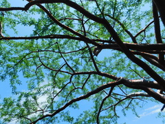 Bursera morelensis